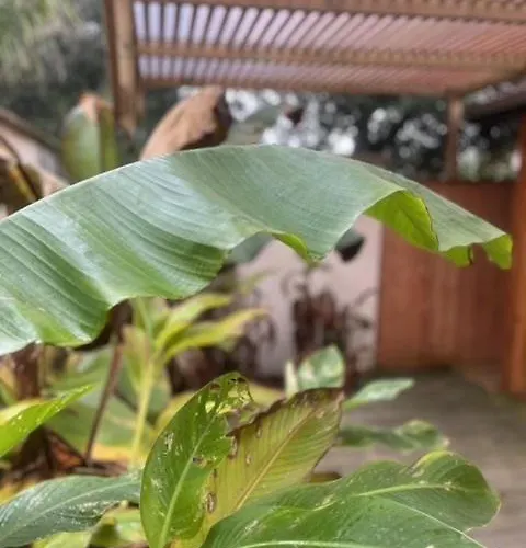 וילה La N°4 לאקאנו